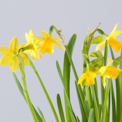 Daffodil bulb plant gift www.the gravesendflorist.co.uk